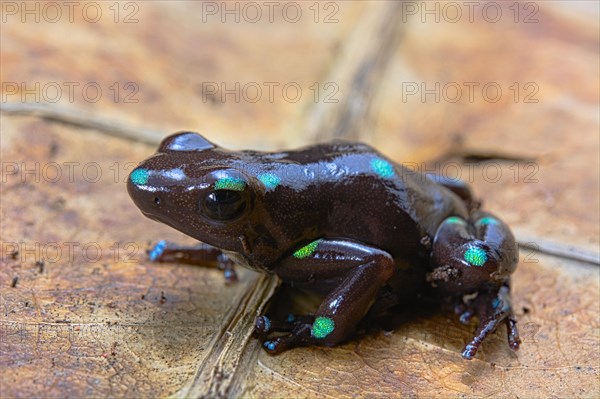 Green and black poison dart frog (Dendrobates auratus) on a leaf