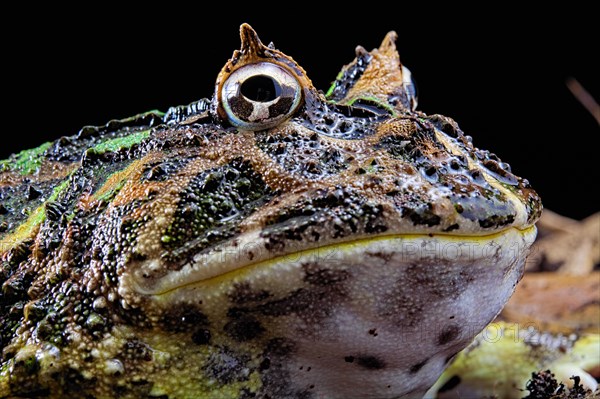 Cranwell's horned frog (Ceratophrys cranwelli)