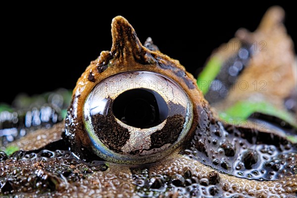 Cranwell's horned frog (Ceratophrys cranwelli)