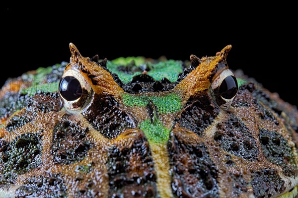 Cranwell's horned frog (Ceratophrys cranwelli)