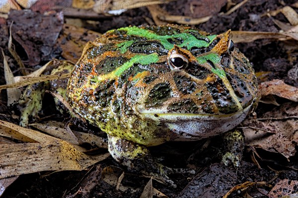 Cranwell's horned frog (Ceratophrys cranwelli) on muddy ground