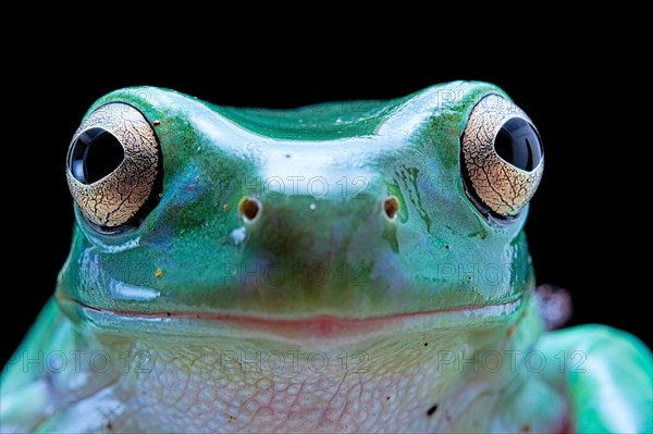 Green tree frog (Dryopsophus caeruleus)