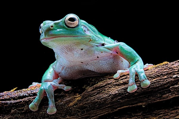 Green tree frog (Dryopsophus caeruleus)