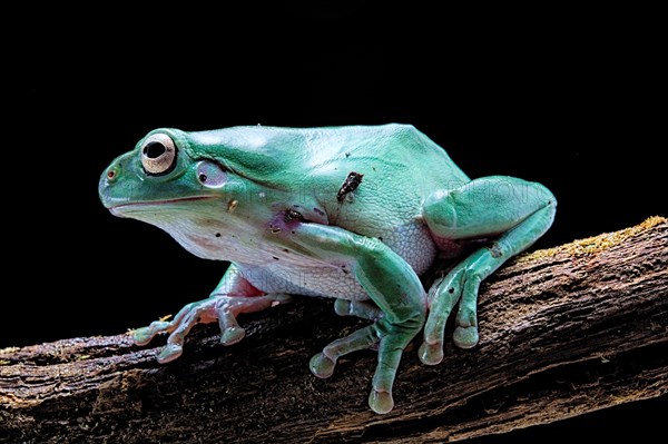 Green tree frog (Dryopsophus caeruleus)