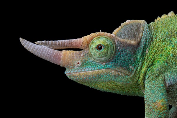 Jackson's chameleon (Trioceros jacksonii) Captive. Kenya