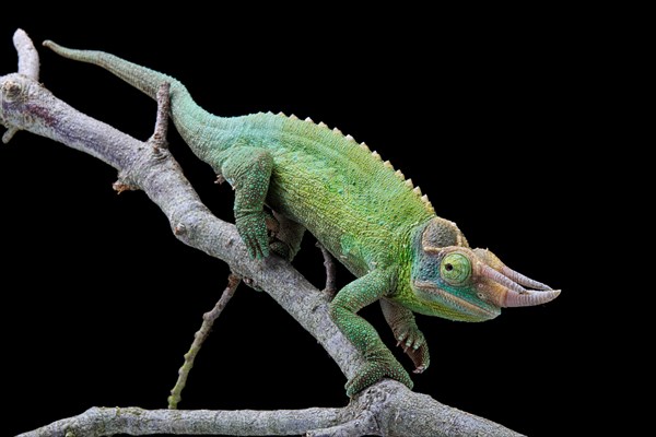 Jackson's chameleon (Trioceros jacksonii) Captive. Kenya