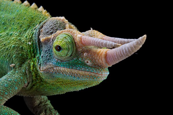 Jackson's chameleon (Trioceros jacksonii) Captive. Kenya