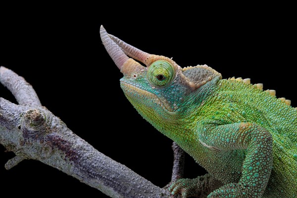 Jackson's chameleon (Trioceros jacksonii) Captive. Kenya