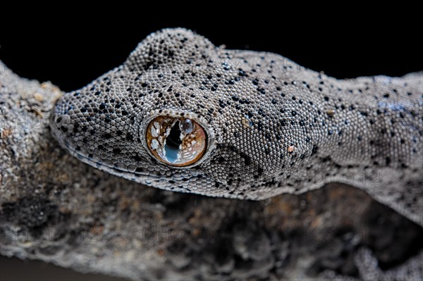 Eastern Spiny-tailed Gecko (Strophurus williamsi) Captive. Australia