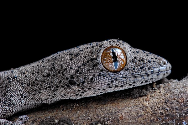 Eastern Spiny-tailed Gecko (Strophurus williamsi)