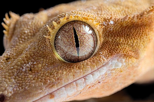 Eyelash gecko (Correlophus ciliatus)