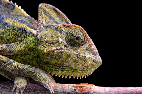 Female Veiled Chameleon (Chamaeleo calyptratus)