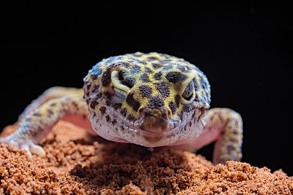 Leopard Gecko (Eublepharis macularius)