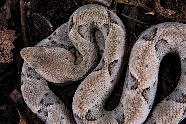 Brazilian lancehead (Bothrops moojeni)