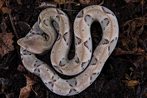 Brazilian lancehead (Bothrops moojeni)