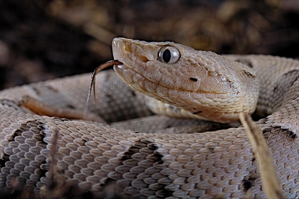 Brazilian lancehead (Bothrops moojeni)