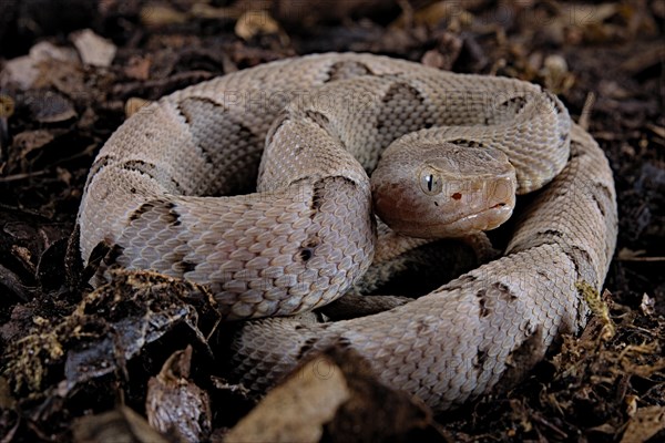 Brazilian lancehead (Bothrops moojeni)