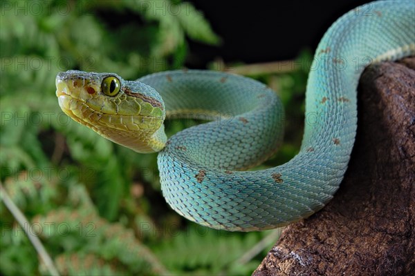 Two-striped forest-pitviper (Bothrops bilineata)