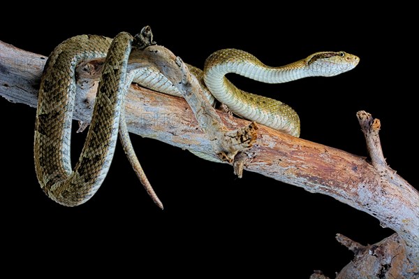 Venezuelan lancehead (Bothrops venezuelensis)