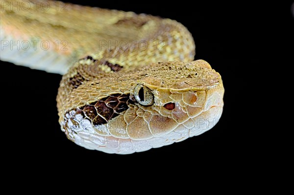 Venezuelan lancehead (Bothrops venezuelensis)