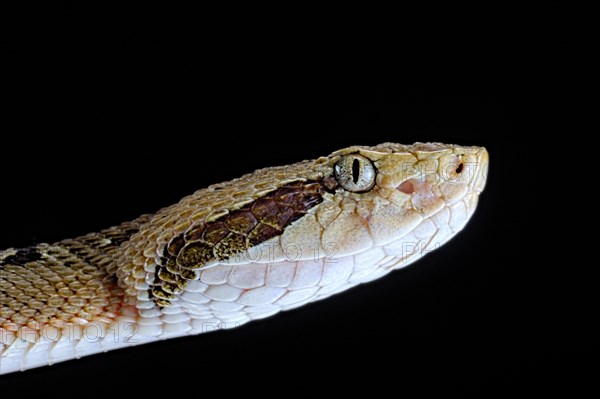 Venezuelan lancehead (Bothrops venezuelensis)