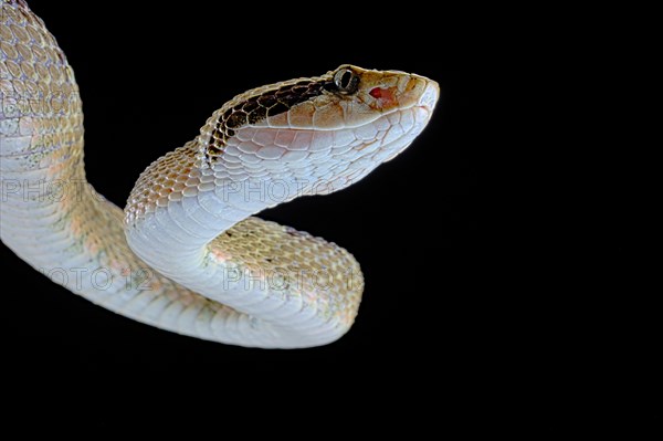 Venezuelan lancehead (Bothrops venezuelensis)