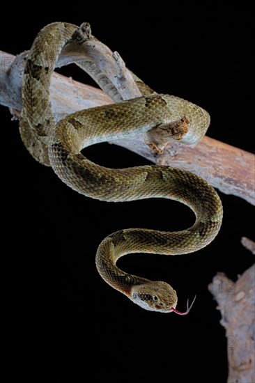 Venezuelan lancehead (Bothrops venezuelensis)