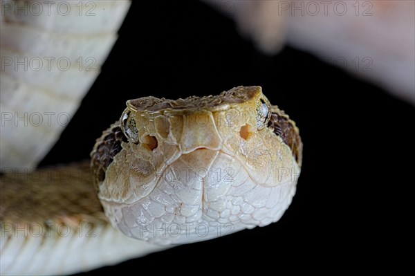 Venezuelan lancehead (Bothrops venezuelensis)