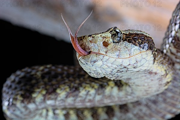 Venezuelan lancehead (Bothrops venezuelensis)