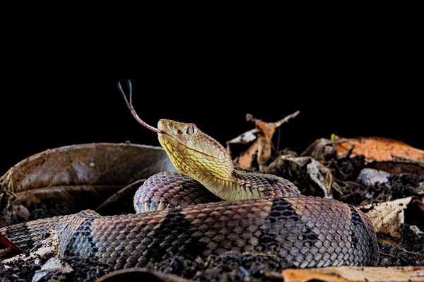 Brazil's lancehead (Bothrops brazili)