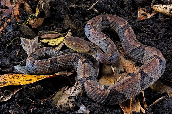 Brazil's lancehead (Bothrops brazili)