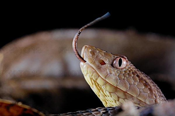 Brazil's lancehead (Bothrops brazili)