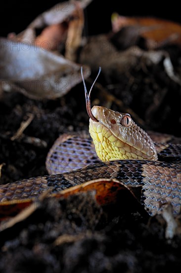 Brazil's lancehead (Bothrops brazili)