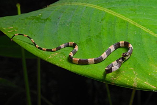 American snail-eater (Dipsas bicolor) Costa Rica