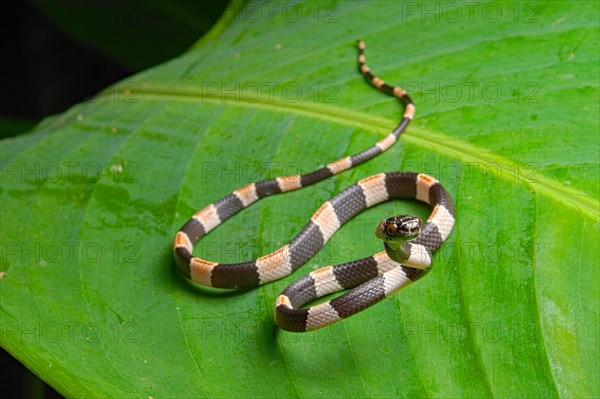 American snail-eater (Dipsas bicolor) Costa Rica