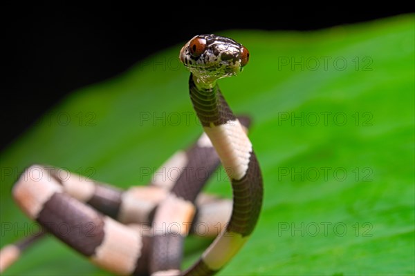 American snail-eater (Dipsas bicolor) Costa Rica