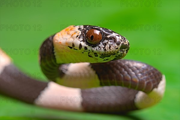 American snail-eater (Dipsas bicolor) Costa Rica