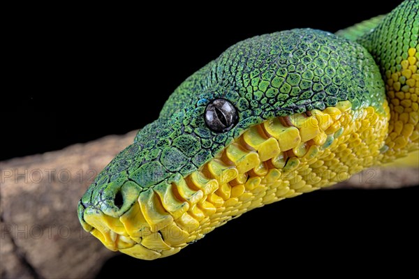 Amazon Basin emerald tree boa (Corallus batesii)