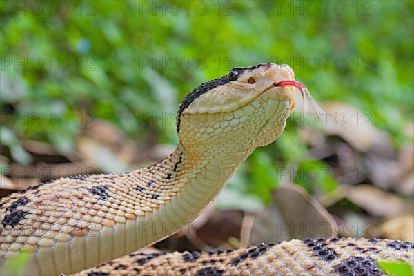 Black Headed bushmaster (Lachesis melanocephala) Costa Rica