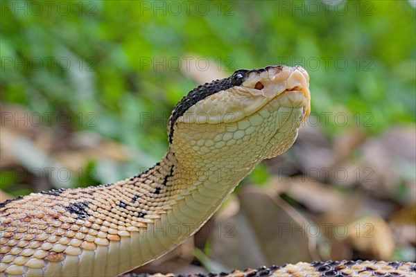 Black Headed bushmaster (Lachesis melanocephala) Costa Rica