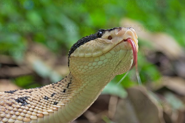 Black Headed bushmaster (Lachesis melanocephala) Costa Rica