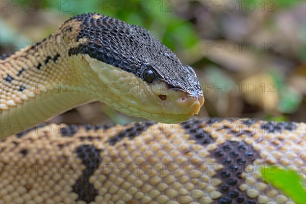 Black Headed bushmaster (Lachesis melanocephala) Costa Rica