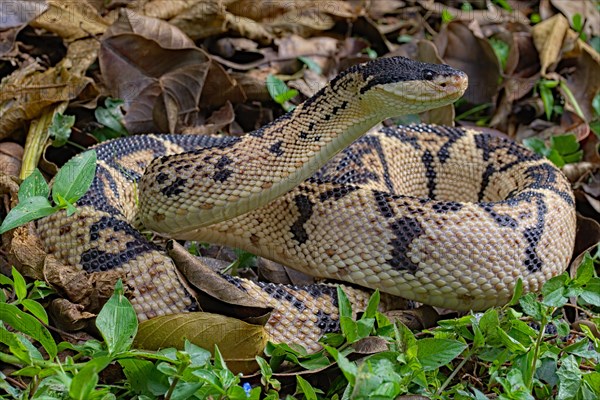 Black Headed bushmaster (Lachesis melanocephala) Costa Rica