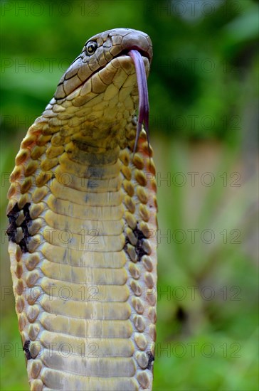 King Cobra (Ophiophagus hannah) Bohol