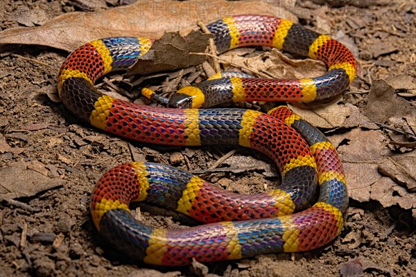 Coral snake (Micrurus mosquitensis) Costa Rica