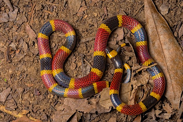 Coral snake (Micrurus mosquitensis) Costa Rica