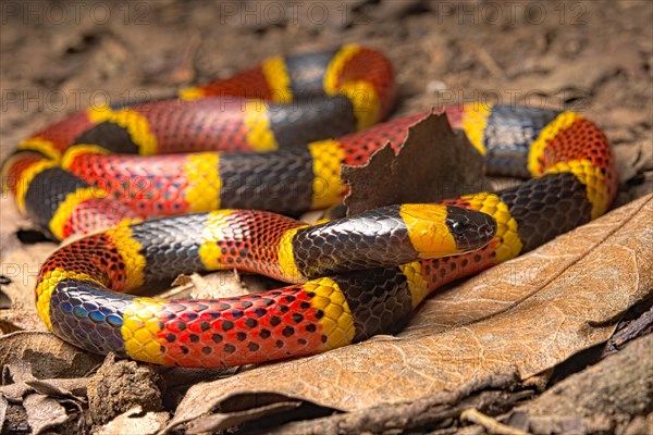 Coral snake (Micrurus mosquitensis) Costa Rica