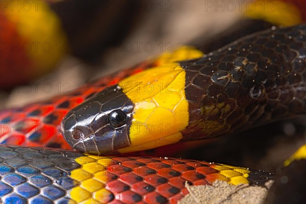 Coral snake (Micrurus mosquitensis) Costa Rica