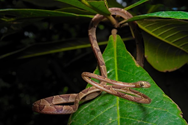 Blunthead Tree Snake (Imantodes cenchoa)