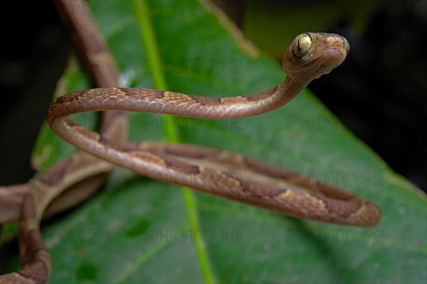 Blunthead Tree Snake (Imantodes cenchoa)